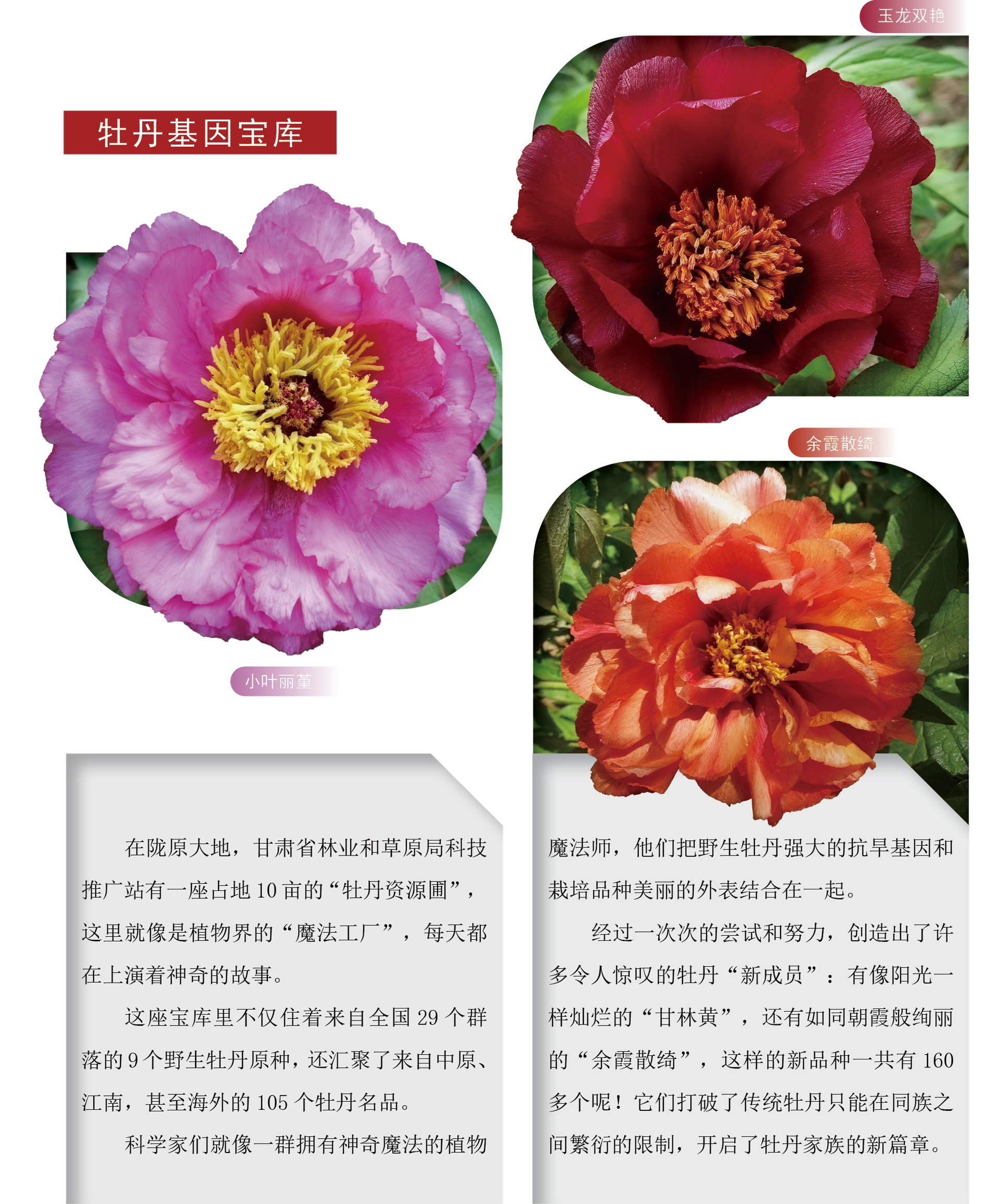 牡丹基因宝库