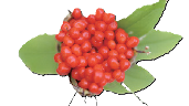 七叶一枝花png