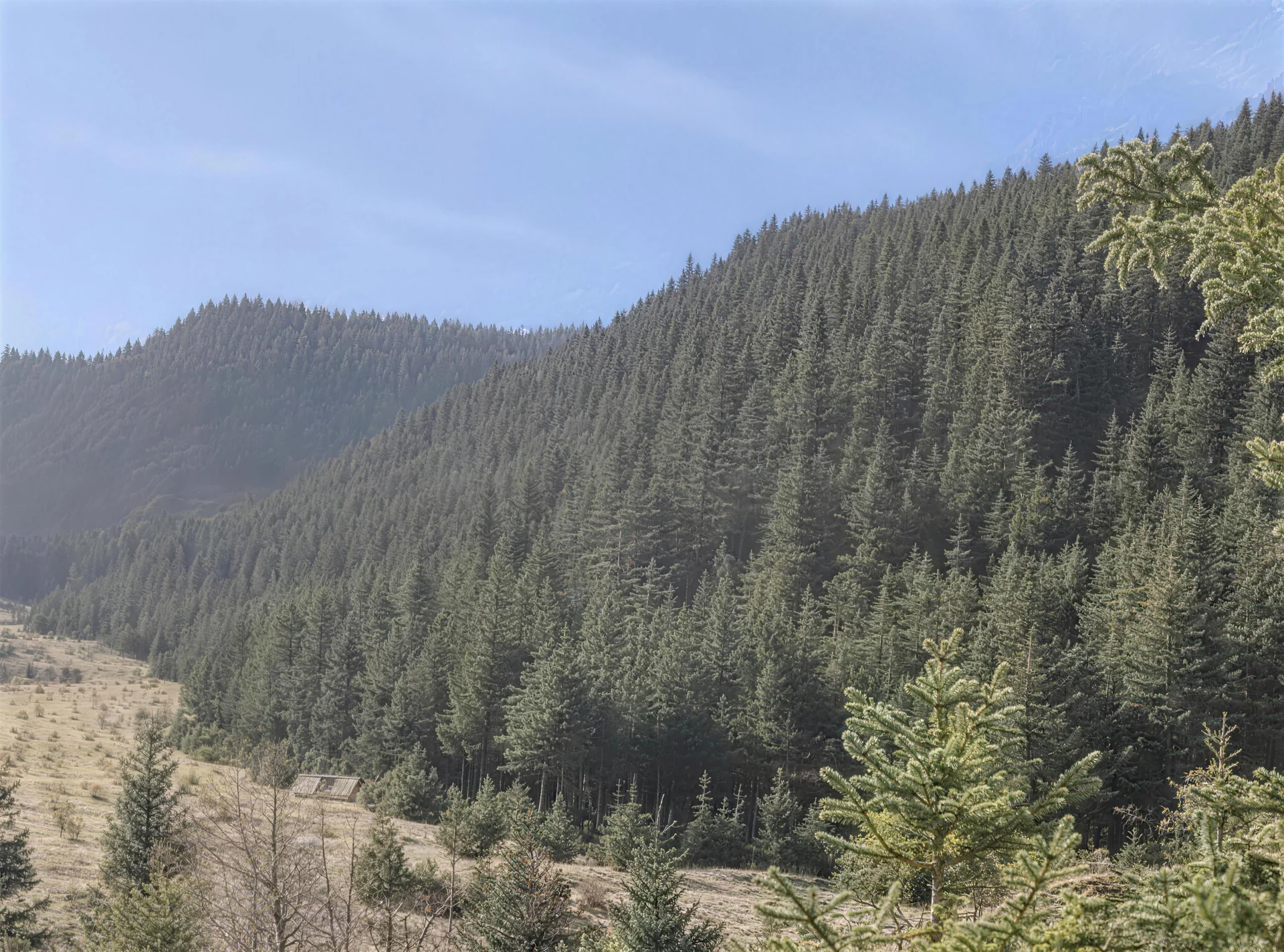 寿鹿山青海云杉林（图片由甘肃景泰县寿鹿山省级自然保护区管理站提供）