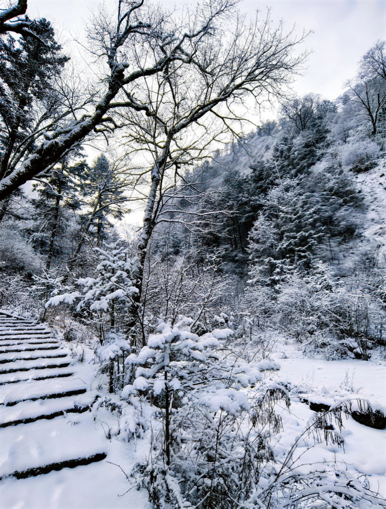 官鹅沟国家森林公园雪景（陇南市林业和草原局供图）
